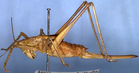 Psacadonotus viridis Rentz, 1993: female (paratype). (Otu).