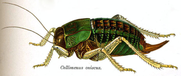 Bradyporus (Callimenus) oniscus (Burmeister, 1838): Pl. 10. female habitus. (Otu).