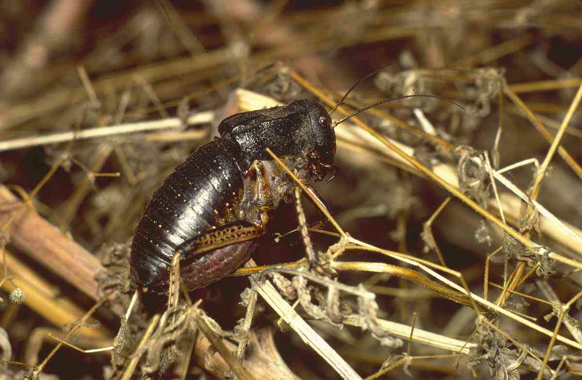 CollectionObject 1536555; CH0610, 2bf475df-3bb4-4a9e-8454-9c966ef48736: male. (CollectionObject).