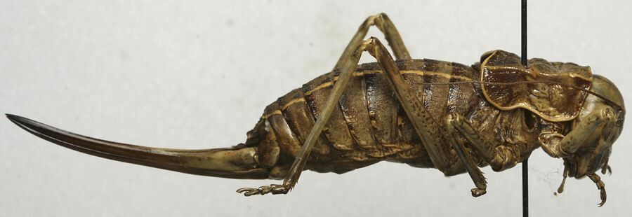 CollectionObject 1534964; 5d6ff9f3-f408-45c1-b48a-60c457d6ee9b: female, lateral view (holotype). (CollectionObject).