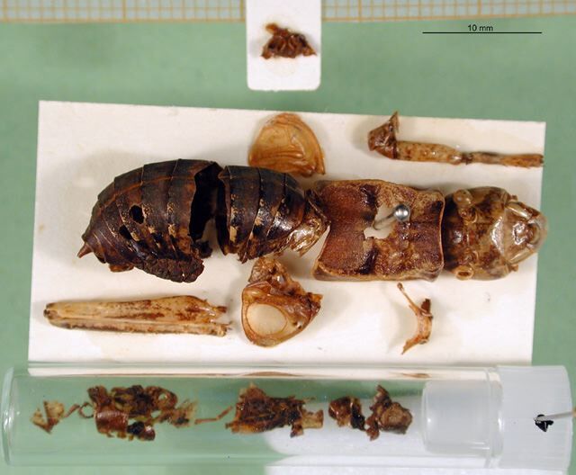 CollectionObject 1500222; f89860f0-93b4-47f8-8983-793a677cceff: male, disintegrated (syntype). (CollectionObject).