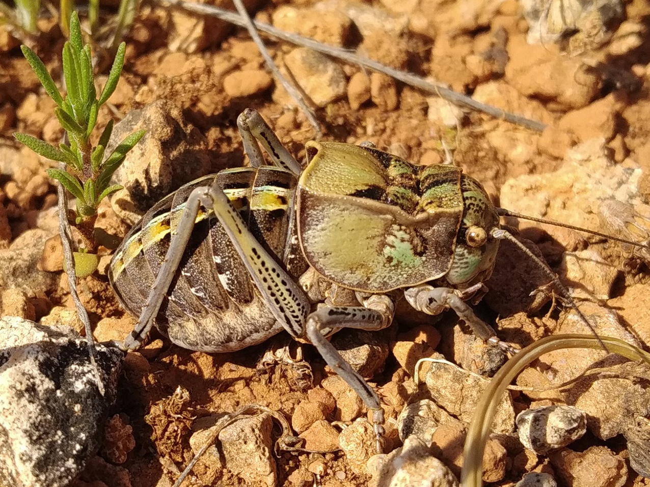 Pycnogaster (Pycnomus) graellsii Bolívar, 1873: male (Albacete, El Bonillo). (Otu).
