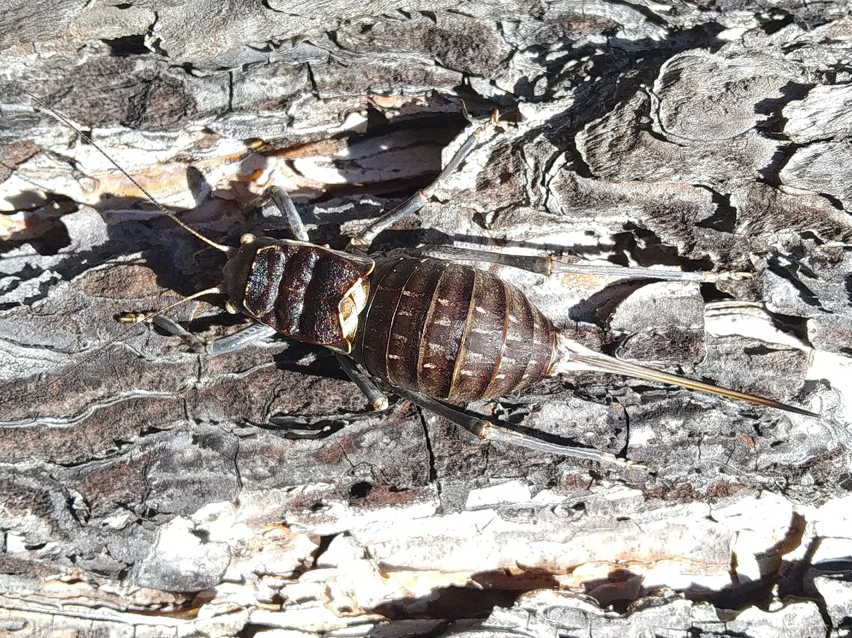 Pycnogaster (Pycnogaster) valentini Pinedo & Llorente del Moral, 1987: female (Cuenca, Torcas de Palancares). (Otu).