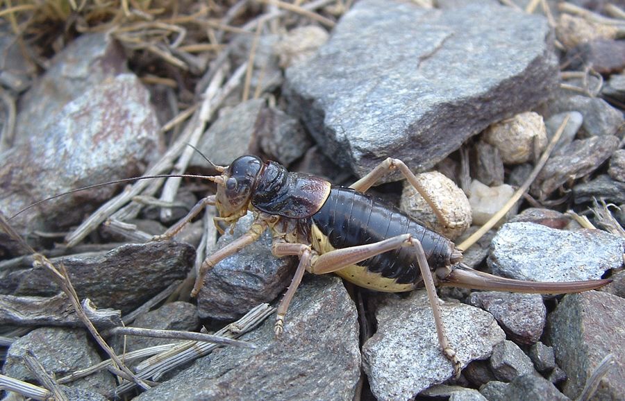 Baetica ustulata (Rambur, 1838): female. (Otu).