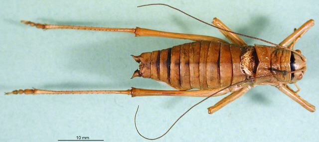 CollectionObject 1500223; 874cd196-93e1-480c-8361-96ea2277c1a4, DORSA BTephapuHTM: male, dorsal view (holotype). (CollectionObject).