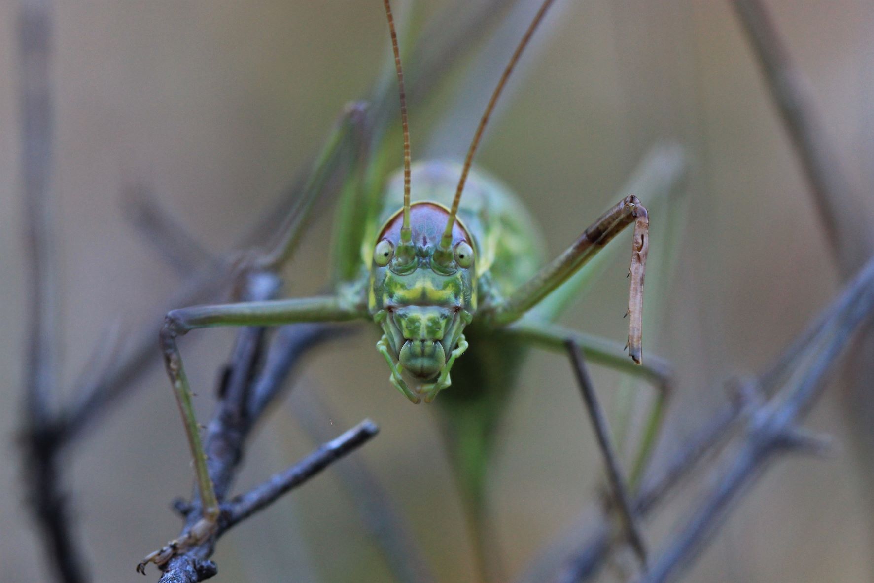 Dinarippiger discoidalis (Fieber, 1853): male, frontal view (Croatia, Korcula Island). (Otu).