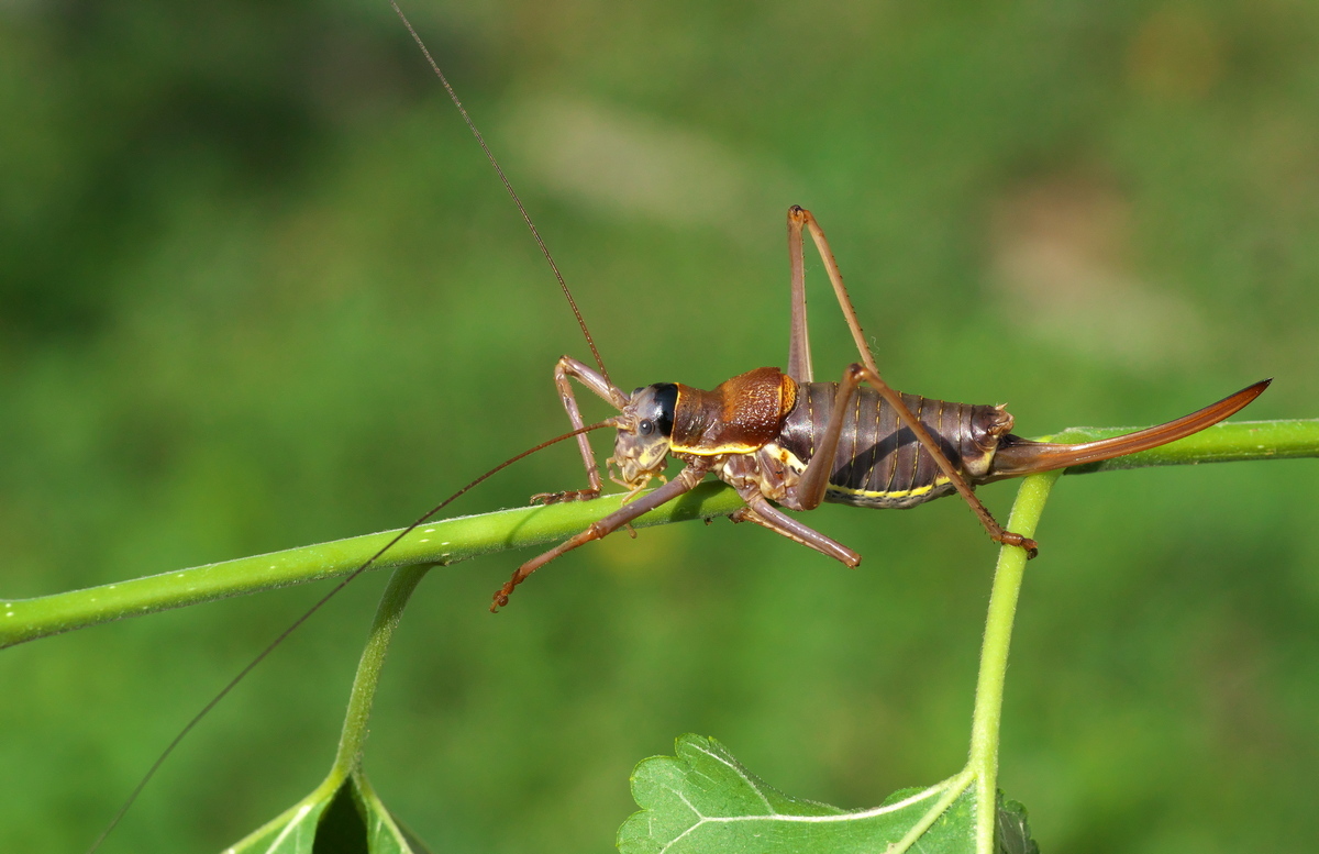 CollectionObject 1588687; 63fd54cc-f296-47b2-be5a-b10c0fcef5c4: female. (CollectionObject).