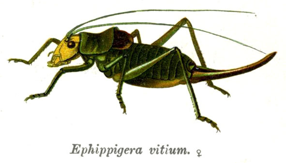 Ephippiger ephippiger ephippiger (Fiebig, 1784): Pl. 9. female habitus. (Otu).