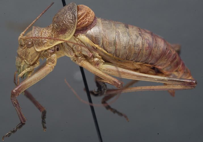 CollectionObject 1534812; 5b1ba917-4af9-475a-9f9e-61cb39195952: male, lateral view (holotype). (CollectionObject).