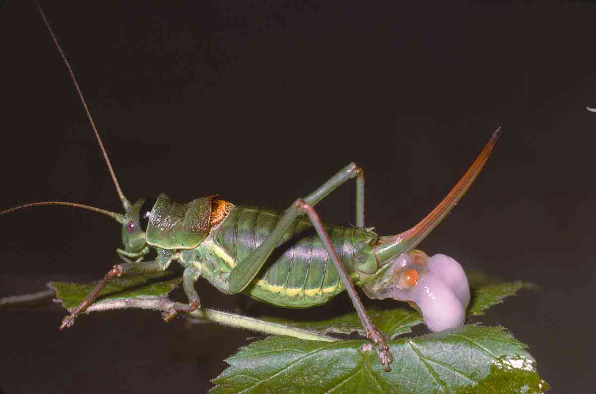 CollectionObject 1536574; 28d2d6ed-f5f2-4d94-9d2c-f8c8b8b15869, CH4543: female with spermatophore, lateral view. (CollectionObject).