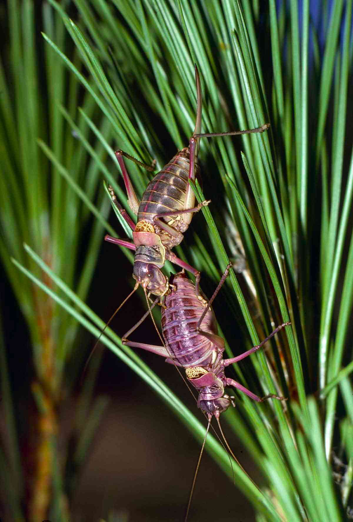 Ephippigerida (Ephippigerida) areolaria (Bolívar, 1877): female and male. (Otu).