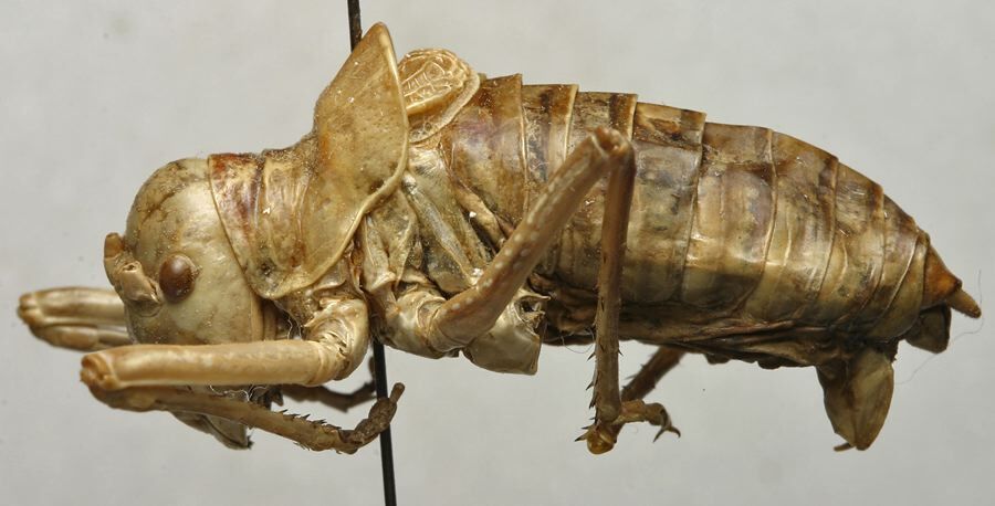 CollectionObject 1534975; ad83a573-ce73-4f21-85ce-00c27ad88970: male, lateral view (lectotype or paralectotype). (CollectionObject).