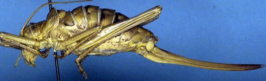 Ephippigerida (Ephippigerida) diluta (Bolívar, 1878): female (Spain, Cercedilla). (Otu).