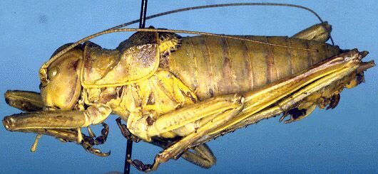 Platystolus martinezii (Bolívar, 1873): male, lateral view (from Sierra de Gredos). (Otu).