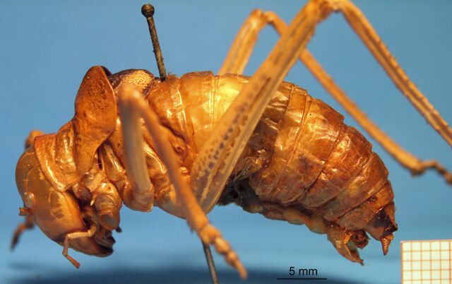CollectionObject 1538364; 0ffa86fa-fd84-42b5-9f9f-737076636d57: male, lateral view (syntype of Ephippigera cucullata). (CollectionObject).