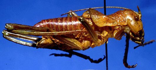 Uromenus chamaeropis Werner, 1931: male, lateral view (holotype?). (Otu).