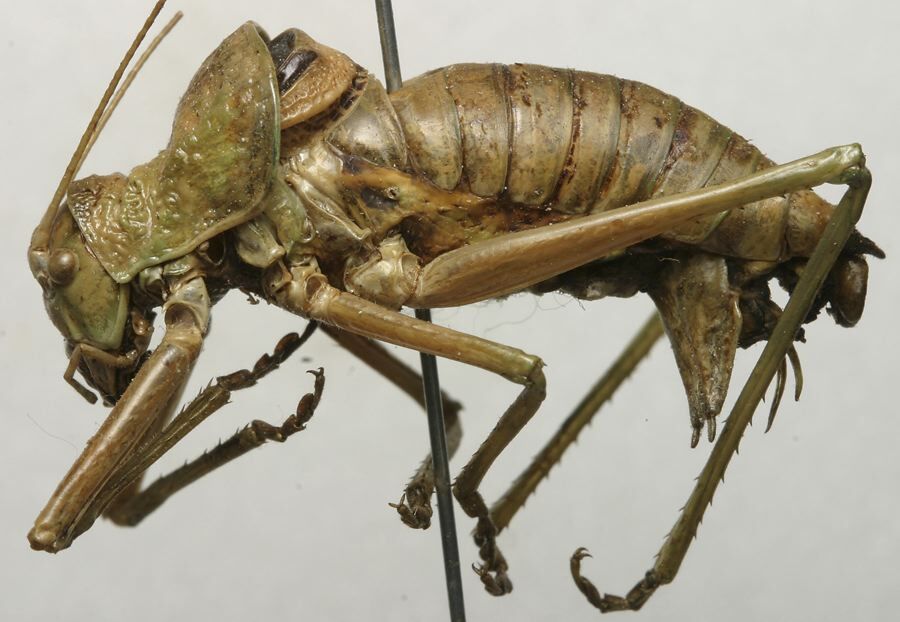 CollectionObject 1534988; 30df46e2-29fd-4d40-b9c1-7ccc84be9c3f: male, lateral view (lectotype of Ephippiger durieuii). (CollectionObject).