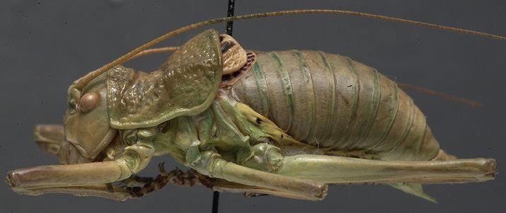 CollectionObject 1534813; 0f955cd4-7bbd-41cc-8a4e-797fa82fc484: male, lateral view (holotype). (CollectionObject).