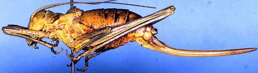 Steropleurus brunnerii (Bolívar, 1877): female, lateral view (Spain, Sierra de Cuerca, El Salte). (Otu).