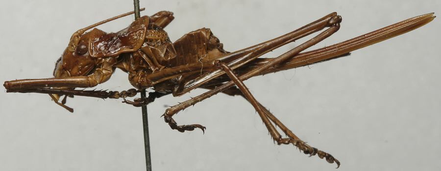 CollectionObject 1535214; a0d862bf-06ff-4826-9573-ddcfdcc33d39: female, lateral view (lectotype). (CollectionObject).