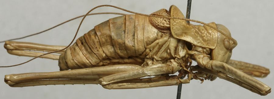 CollectionObject 1535225; 7c385764-8742-4437-aa9a-9a6da9497693: male, lateral view (syntype). (CollectionObject).