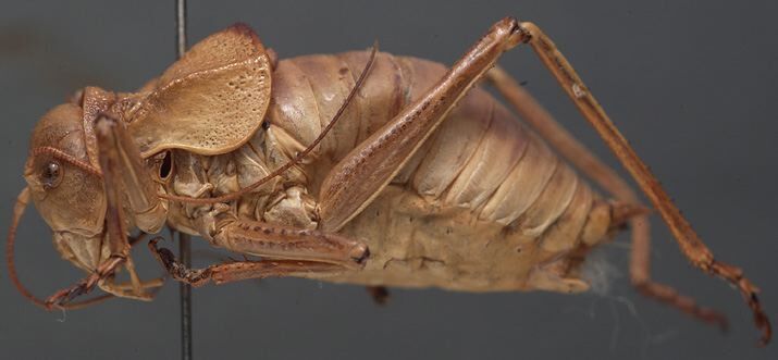 CollectionObject 1506653; 901e55b8-1f42-46cf-9de6-5f481c3b4d95: male, lateral view (paratype). (CollectionObject).
