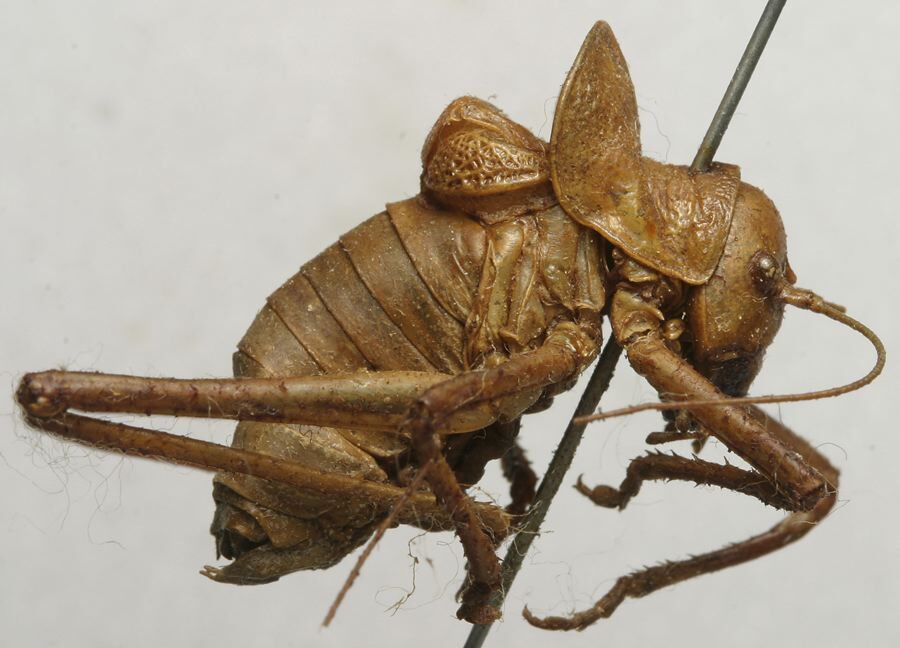 CollectionObject 1534976; fd2f53a9-d275-43dd-b680-4ee0d4295371: male, lateral view (lectotype). (CollectionObject).