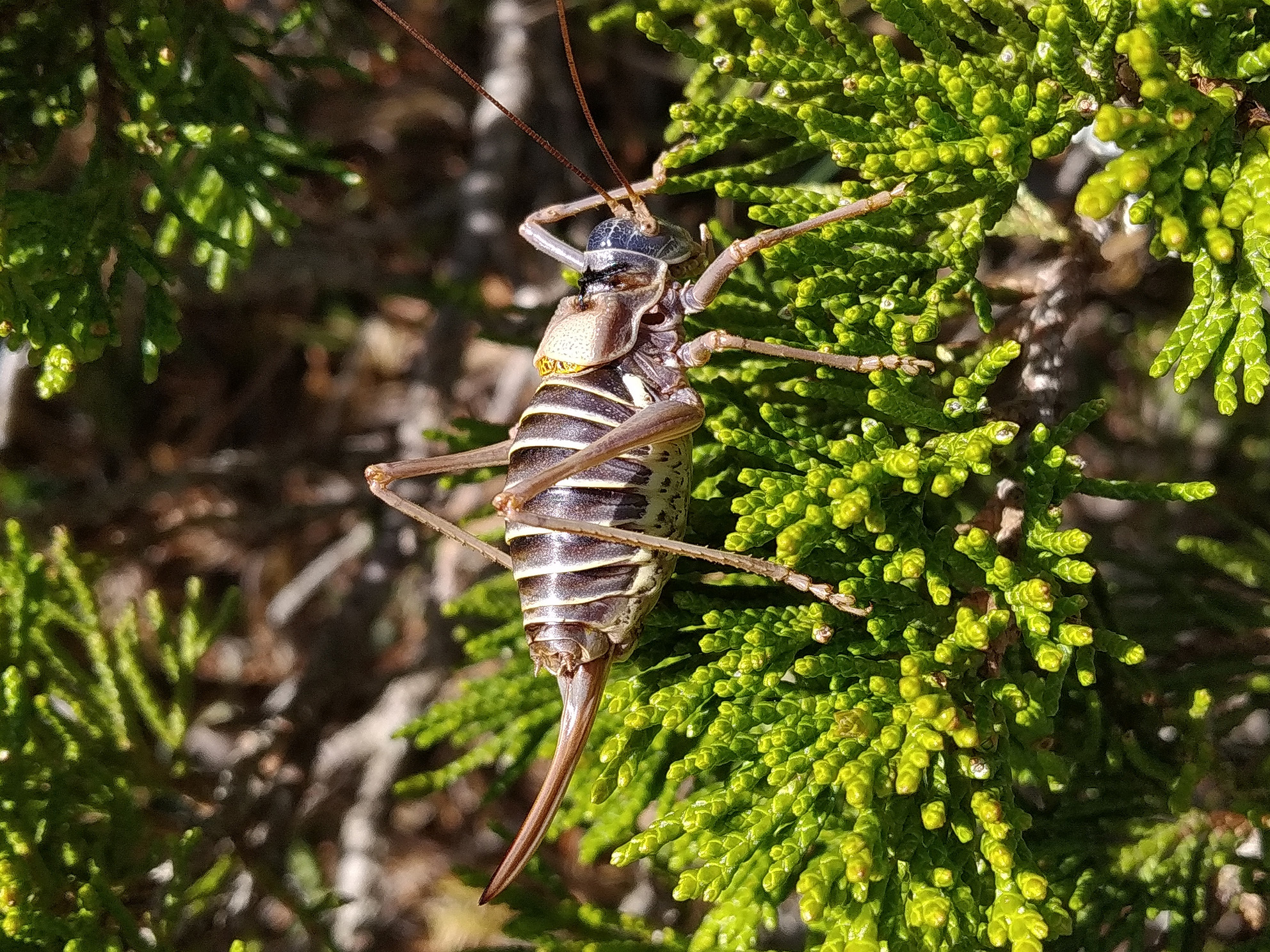 Lluciapomaresius ortegai (Pantel, 1896): female (Cuenca, Torcas de Palancares). (Otu).