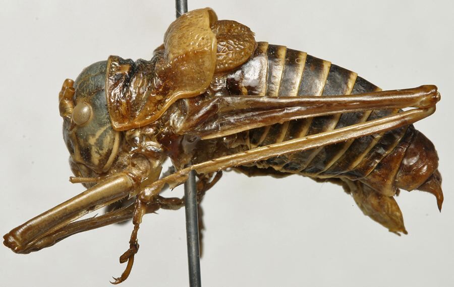 CollectionObject 1535221; 8f43efe5-86ec-4072-a74b-36573c3fc5dd: male, lateral view (syntype). (CollectionObject).