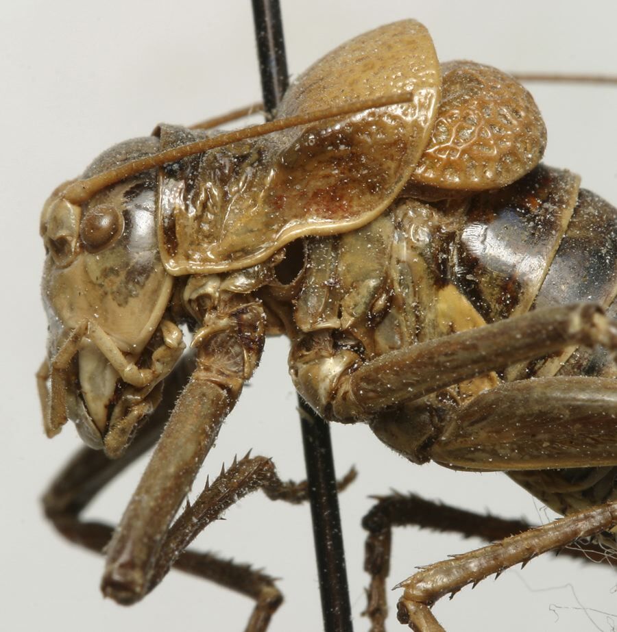 CollectionObject 1535229; 574eb1b5-4acb-4584-a873-c1ad8d5c4cfc: male pronotum, lateral view (lectotype). (CollectionObject).