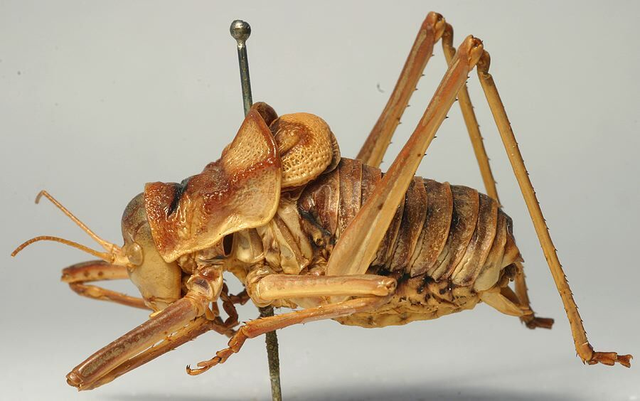 CollectionObject 1520667; 5c8169d8-1f94-42a8-9aaf-9625930a9f90: male, lateral view (paralectotype). (CollectionObject).