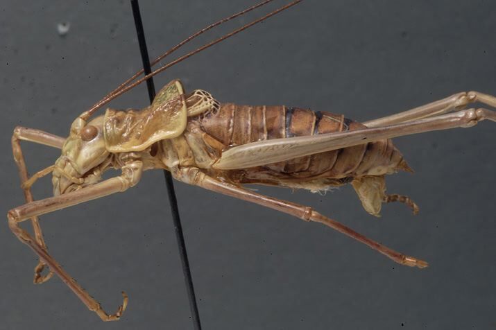 CollectionObject 1505910; 99b6ae4e-dae6-40e4-b448-99a0e54abead: male, lateral view (holotype). (CollectionObject).