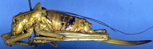 Sabaterpia hispanica (Kollar, 1853): female (Spain, Sevilla). (Otu).