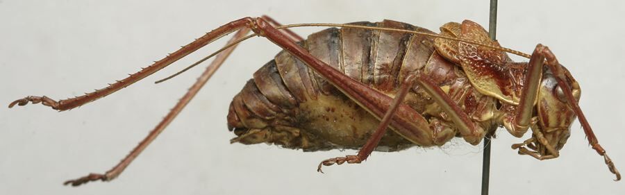 CollectionObject 1534980; 0dee5ef6-a272-48dd-8195-6668f2305445: male, lateral view (syntype). (CollectionObject).