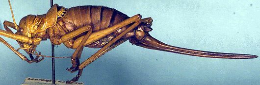 Lucasinova nigromarginata (Lucas, 1847): female, lateral view (possibly from Sicily). (Otu).