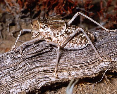 Damalacantha vacca (Fischer von Waldheim, 1846): male. (Otu).