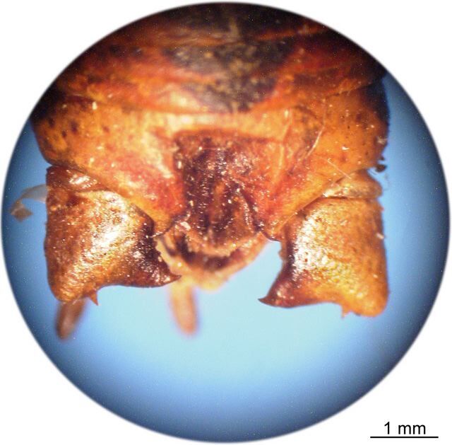 CollectionObject 1538275; afdce2df-7e43-4496-a84c-24eab5354359: male cerci (holotype). (CollectionObject).