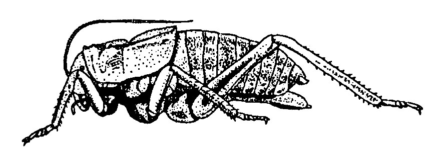 Deracantha onos (Pallas, 1772): Fig. 226 (reproduced with permission). male habitus. (Otu).