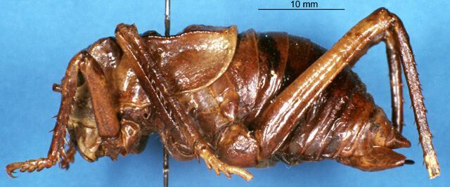 CollectionObject 1504996; 30febf81-39b6-4784-b6da-d57bed4effc3: male, lateral view (syntype). (CollectionObject).