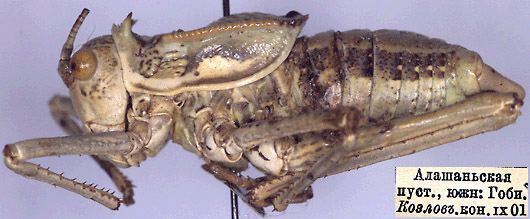 Zichya alashanica Bey-Bienko, 1951: male, lateral view (paratype). (Otu).