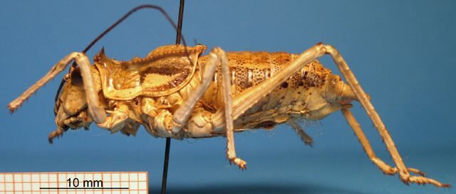 CollectionObject 1538276; d470b7a3-3766-4475-bd27-8b8a1454163e: male, lateral view (holotype). (CollectionObject).