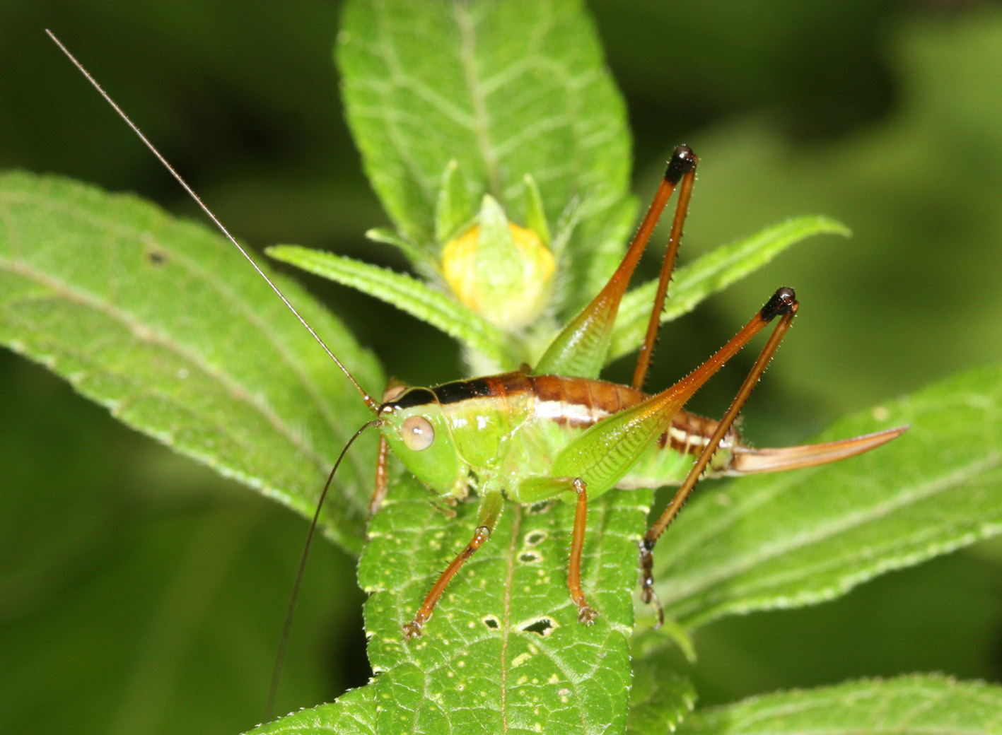 Xiphelimum amplipennis Caudell, 1906: 2011. female (Argentina, Parque Nacional Iguazú, Sendero Macuco). (Otu).