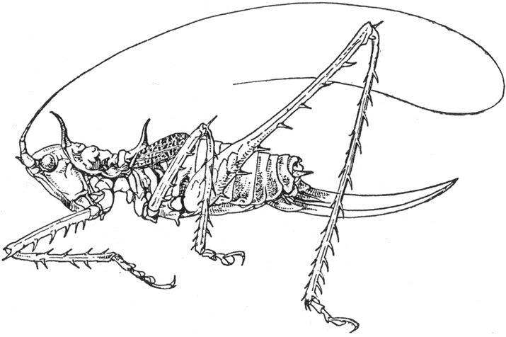 Paulianacris mirabilis Chopard, 1952: female. (Otu).