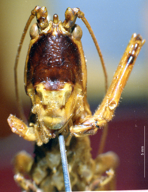 CollectionObject 1536069; f5823bd6-b53a-4a7b-8258-50c9f4872bbe: female frons (holotype). (CollectionObject).