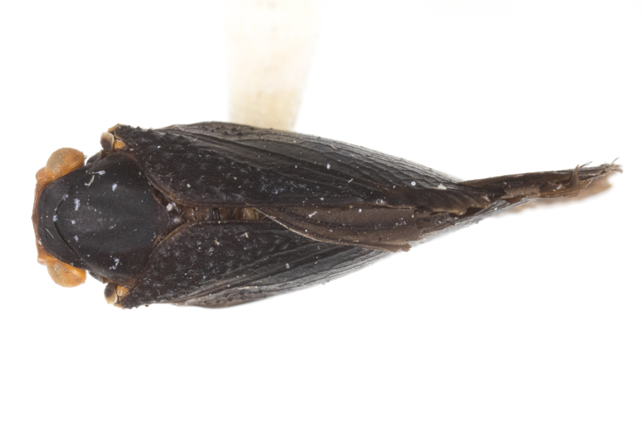 Habitus, dorsal view: (Observation).