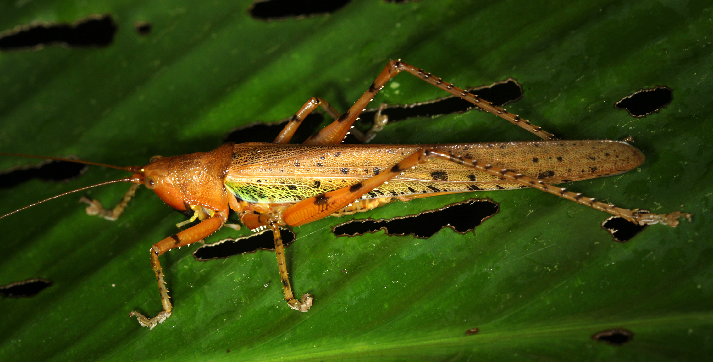 Eumacroxiphus (Hyperxiphus) brachyurus (Karny, 1926): female (Sandakan). (Otu).
