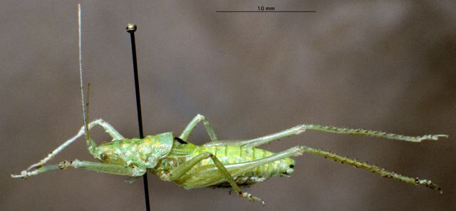 CollectionObject 1505291; 92ab8173-3bf8-4b34-b121-2aa2cc3eb2e0: male, lateral view (holotype). (CollectionObject).