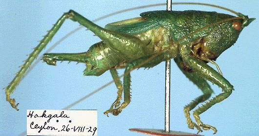 CollectionObject 1516731; a9dd5f70-a58c-4cab-a631-89bf1b5c222f: male, lateral view (holotype). (CollectionObject).