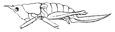Acrodonta subaptera Redtenbacher, 1891: Pl. III, Fig. 59. female habitus (body length 19.4 mm, pronotum 5.2 mm, tegmina 1.5 mm, ovipositor 9.5 mm). (Otu).