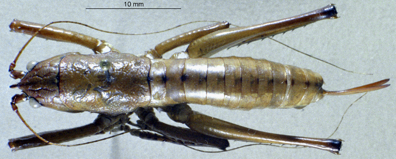 CollectionObject 1537870; 5bf3bdca-3931-401a-9ded-a0d57f3b54d6: female, dorsal view. (CollectionObject).